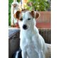 BIANCA, Kleiner Mix - Hündin