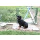 BIANCA, Rottweiler - Hündin