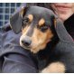 BIBBI, Pflegestelle Niederösterreich, kleine, süße  Pinschermix - Hündin