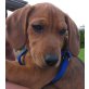BIBBO, Beaglemix, Pflegestelle Wien Welpen - Rüde