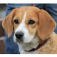 BIBBY, Pflegestelle Niederösterreich, süße Schnüffelnase - Beaglemix - Hündin