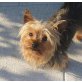BIBI 8, Pflegestelle Oberösterreich, verschmuste, brave YORKIE - Hündin