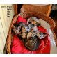 BIBI, BEN, BEA, BRUCE &  BETSY, Tierschutz - Katze