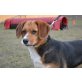 BIBI, Beagle Mischling - Hündin