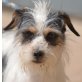 BIBI, Terrier-Mischling - kastriert - Hündin
