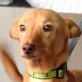 BIBI - Ubeda, Podenco-Mix, kastriert - Hündin