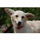 BIBINA, Pflegestelle Wien, freundliche Corgi/Pinschermixhündin - Hündin