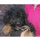 BIBS, Schnauzer/Spanielmix,Pflegestelle Wien Welpen - Hündin