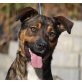 BIBY, Pflegestelle Wien, Schäfer-Mix - Hündin