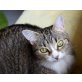 BIG MAMA BARBIE, Tierschutz - Katze