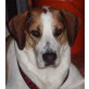 BIGGER - Pflegestelle Steiermark, freundlicher Beagle-Mix - Rüde