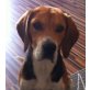 BIKEY, Pflegestelle Niederösterreich, DER SCHNÜFFLER - ein echter BEAGLE - Rüde