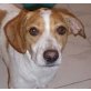 BIKO - Pflegestelle Wien, Beagle - Spaniel - Mix - Rüde