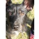 BILBO - Pflegestelle Wien, anhänglicher, freundlicher SCHNAUZER-MIX - Rüde