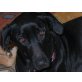 BILLE, Labrador-Mix ist Lebensfreude pur - Hündin