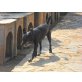 BILLE, temperamentvolle,intelligente Labrador Mischl - Hündin