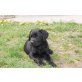 BILLI VOM POBIHOF, Labrador Retriever Welpen - Rüde