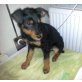BILLIE, Die kleine BILLIE sucht Ihr Körbchen! Welpen - Hündin