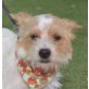 BILLY - Linares, Terrier Mix, kastriert - Rüde