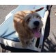 BILLY, Toller Mix Welpen - Rüde