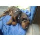 BILLY WARTET SCHON SOOOO LANGE, Terrier - Rüde