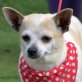BIMBA - Linares, Chihuahua - kastriert - Hündin