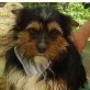 BIMBO - kastriert, Terrier-Mischling - Rüde