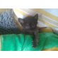 BIMBULI, Baby - Kater