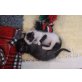 BIMBULI und BAMBULA, Babys - Katze
