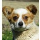 BIN - VERZWEIFELTES SEELCHEN SUCHT..., Welsh Corgie Pembroke Mix - Rüde