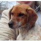 BIONA, Pflegestelle Niederösterreich, Beagle-Pinscher-Mix - Hündin