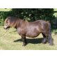 BIRLING Bright Mirage - 100% engl. Papiere!, Shetland Pony - Stute