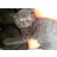 BKH Babys suchen tolles zuhause, Britisch Kurzhaarkatze - Katze