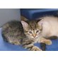 BKH-Bengalen - Kater
