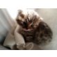 BKH-Britisch Kurzhaar Kitten, Britisch Kurzhaarkatze - Kater