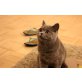 BKH Britisch Kurzhaar kater mit Stammbaum, Britisch Kurzhaarkatze - Kater