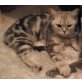 BKH, Britisch Kurzhaarkatze - Katze