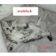 BKH, Britisch Kurzhaarkatze - Katze
