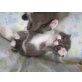 BKH, Britisch Kurzhaarkatze - Katze