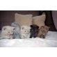 BKH Britisch Kurzharr Baby Kitten , Britisch Kurzhaarkatze - Katze