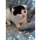 BKH Britisch+Perser - Kater