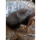BKH Britisch+Perser - Katze