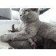 BKH-Burma - Katze