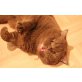 BKH CH Deckkater : cinnamon, Britisch Kurzhaarkatze - Kater