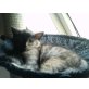 BKH/Colour Point - Katze