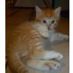 BKH-Hauskatze-Mix - Katze