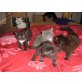 BKH Heilige Birma - Katze