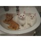 BKH-Heilige Birma - Katze