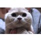 BKH Heller lilac Britisch Kurzhaar Kater , Britisch Kurzhaarkatze - Katze