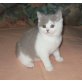 BKH Junge , Britisch Kurzhaarkatze - Kater